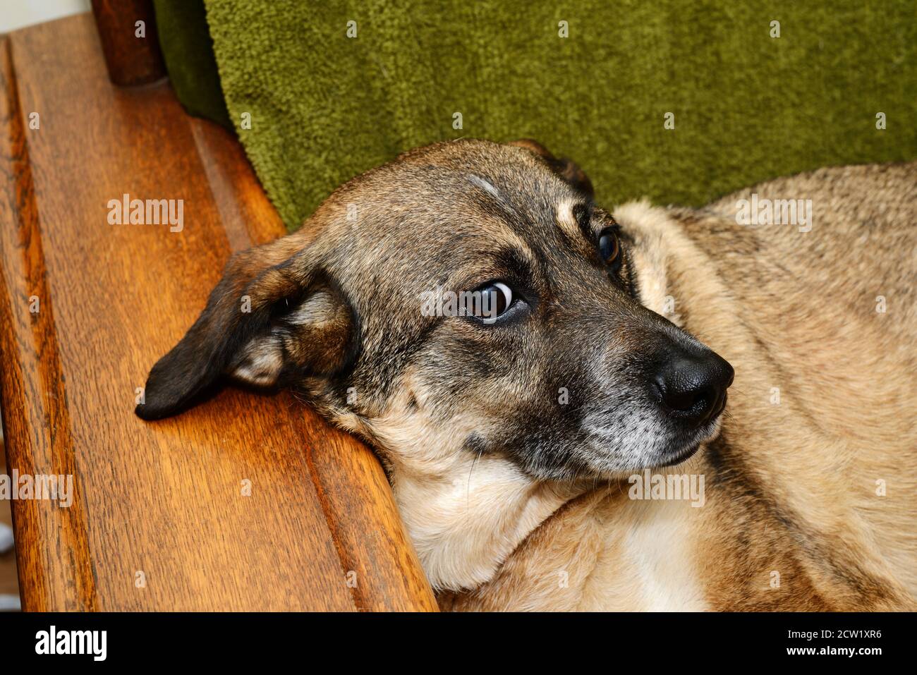 Mongrel Hund liegt in einem Stuhl und schaut auf die Kamera Stockfoto