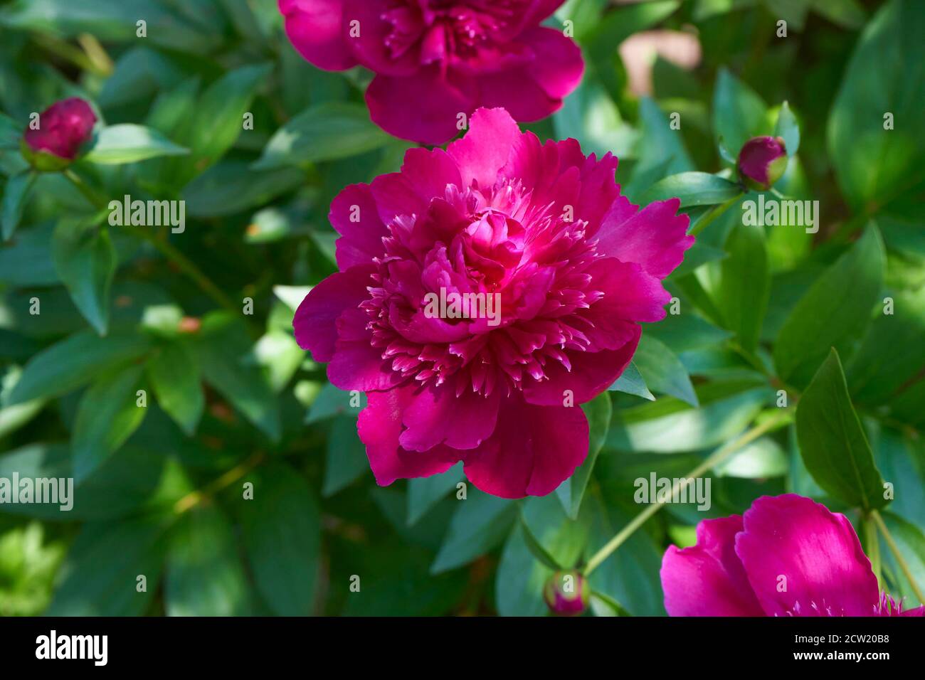 Leuchtend rosa Pfingstrosen blüht im Frühling. Stockfoto