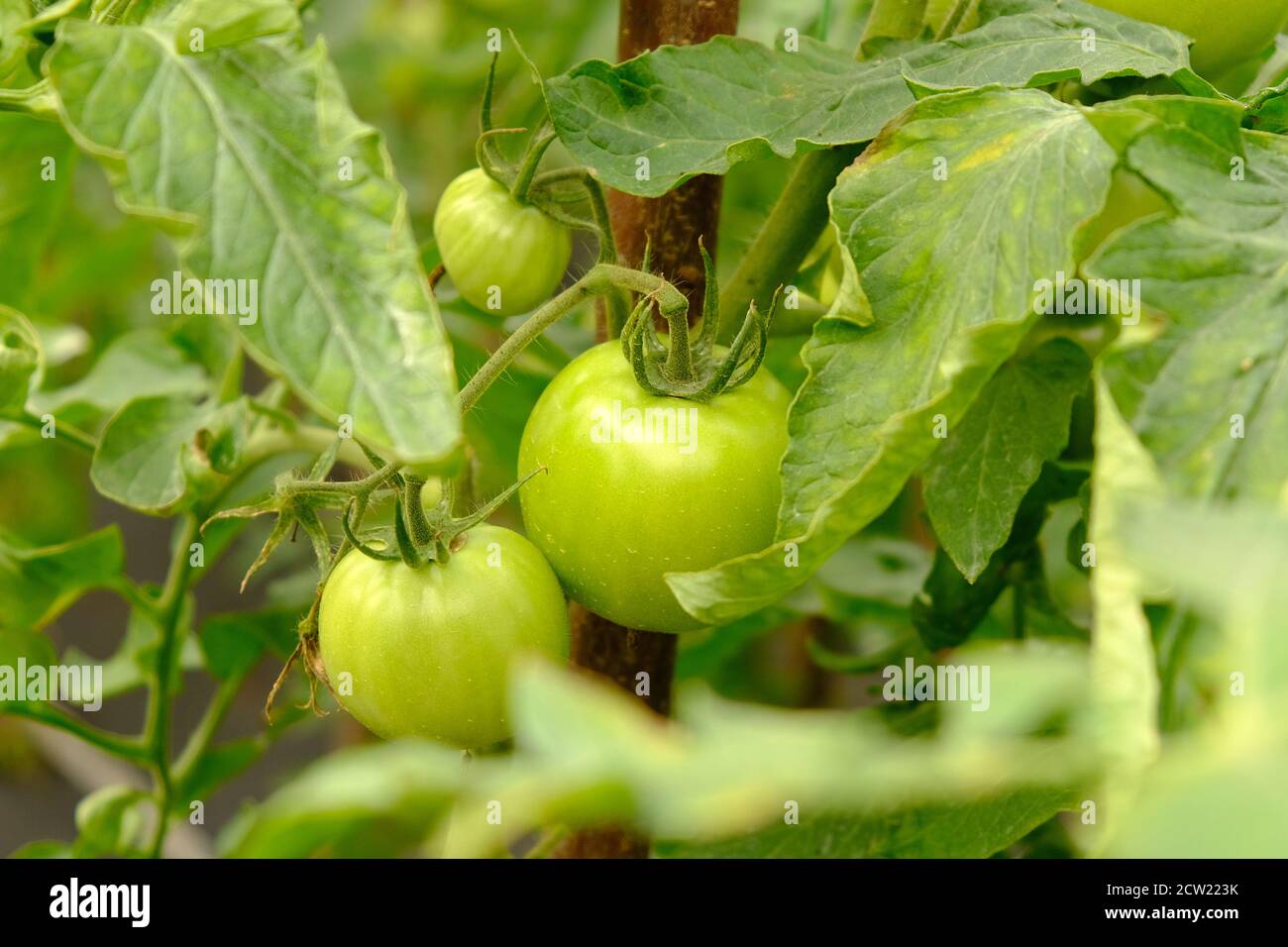 Zweig mit grünen Früchten der Tomate in einem Gewächshaus Nahaufnahme, Bio-Landwirtschaft. Stockfoto