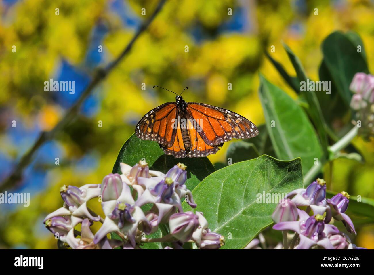 Schöner Monarch Schmetterling mit Flügeln ausgebreitet sonnen in der Sonne, während sie sich auf einem Blatt eines riesigen Milchkrautbaumes. Stockfoto