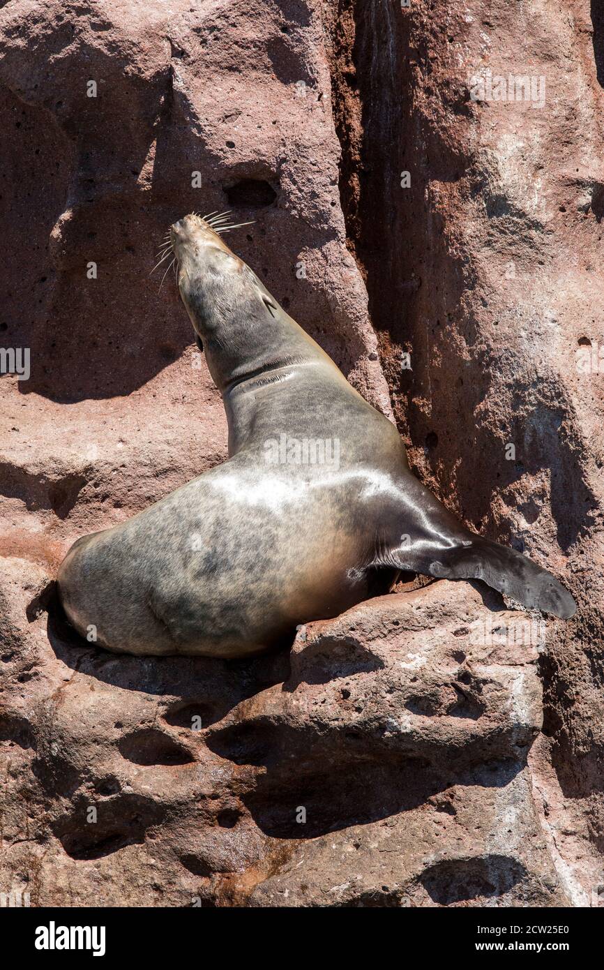 Eine Kolonie von kalifornischen Seelöwen auf Los Islotes im Meer von Cortez vor Baja California, Mexiko. Stockfoto