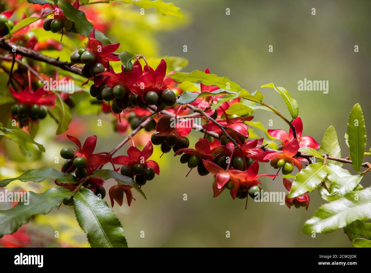 Pflanze - Mickey Mouse Pflanze Stockfoto