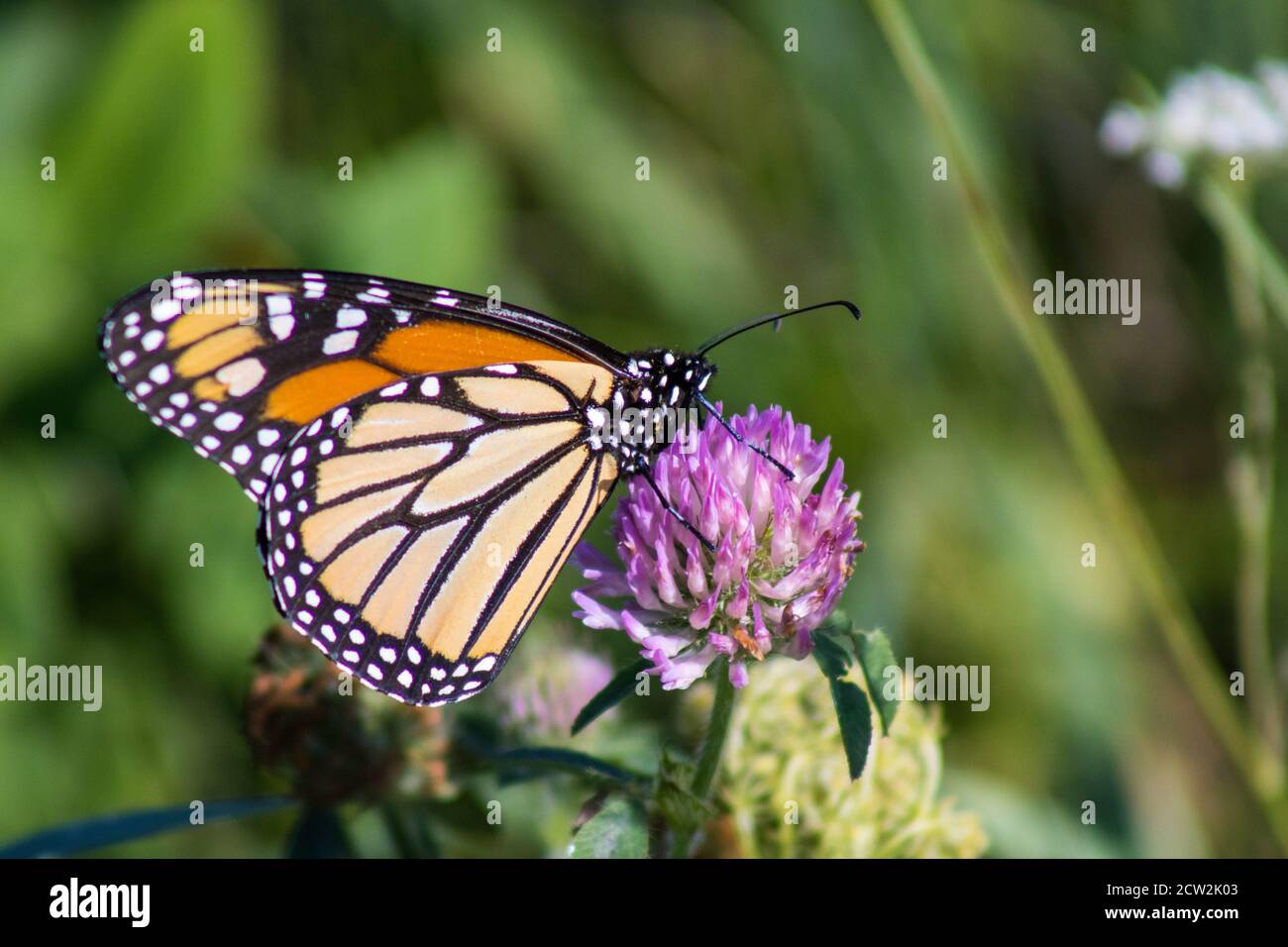 Monarch Schmetterling auf einer Kleeblatt Blume Stockfoto