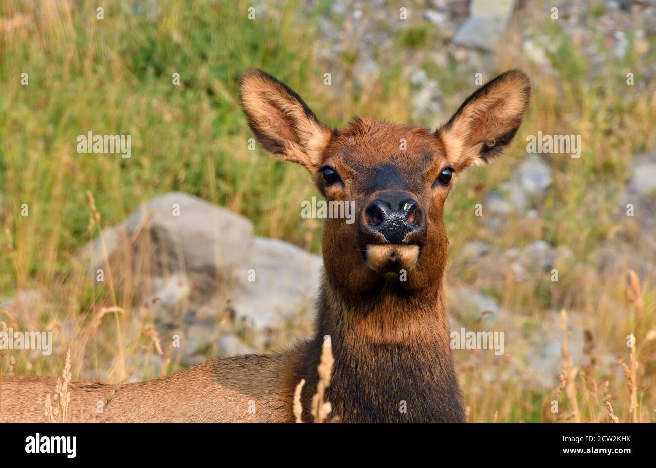 Ein Nahaufnahme-Porträt einer wilden Elche 'Cervus elaphus', die auf den Fotografen im ländlichen Alberta Kanada schaut. Stockfoto