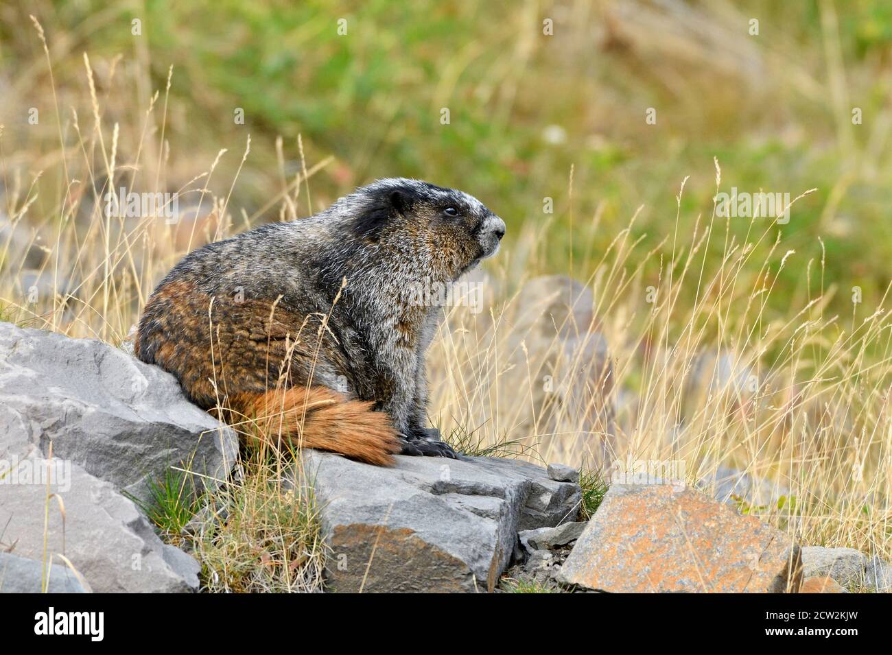 Ein Seitenblick auf einen großen Murmeltier 'Murmota caligata', entspannen auf einem warmen Felsen auf einer Bergseite in den felsigen Bergen von Alberta Kanada. Stockfoto