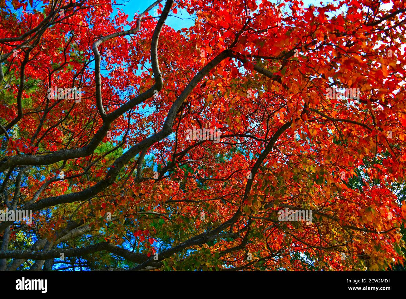 An einem sonnigen Herbsttag im Marina Park, Thunder Bay, Ontario, Kanada im Jahr 2020 erstrahlen rote und orangefarbene Bäume mit dunkler Rinde. Stockfoto