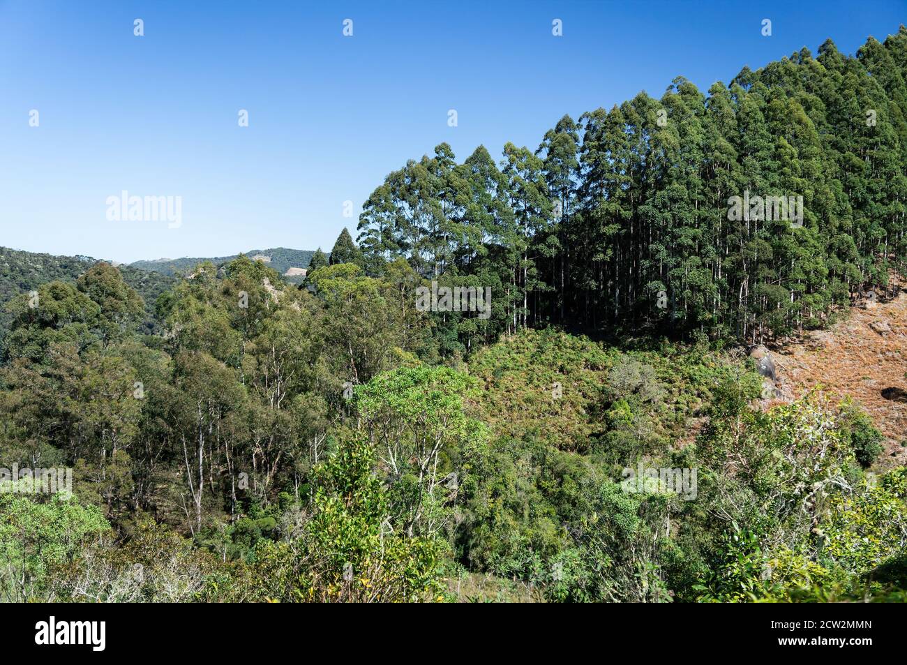 Grüne Vegetation auf der hügeligen Umgebung von Serra da Bocaina Nationalpark, wie man von dem unwegigen Pfad sah, der bergauf ging Führt zum Aussichtspunkt Pedra da Macela Stockfoto