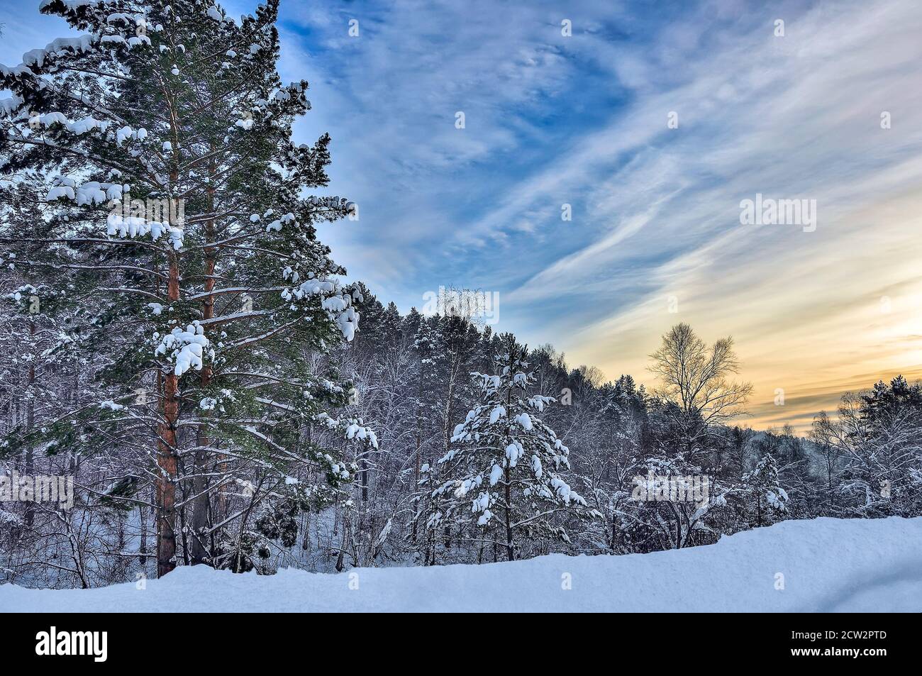 Idyllischer Winteruntergang über verschneiten Kiefernwäldern - Winterwunderland. Immergrüne Nadelbäume unter flauschigem Schnee in goldener Abenddämmerung. Wintert Stockfoto