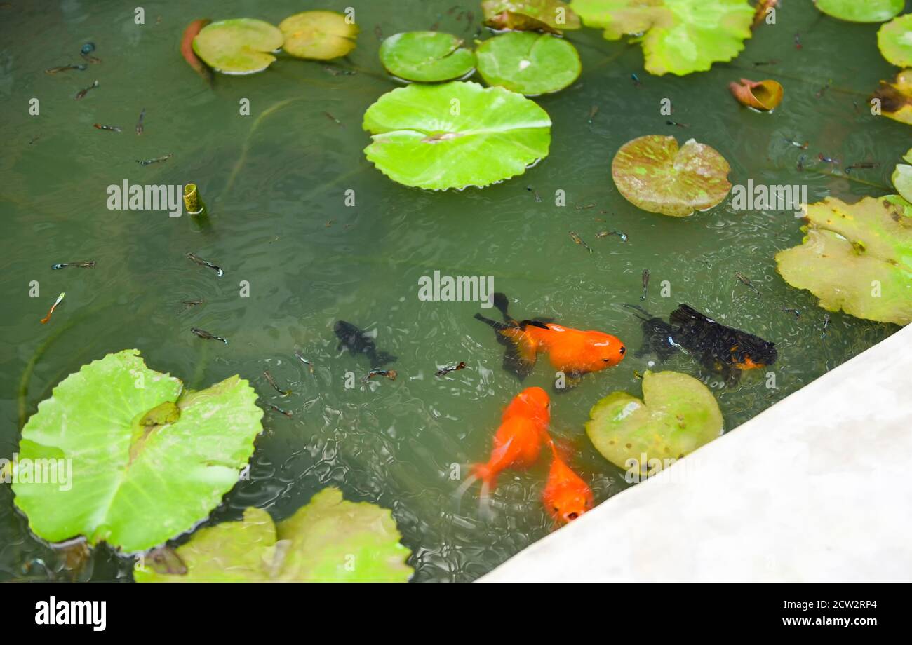 35+ Goldfische Im Teich Regelmäßigfüttern, Doch es gibt einige
