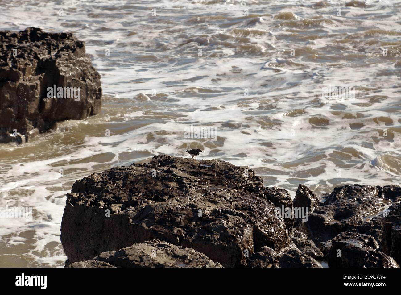 Turnstone/s auf einem Felsen mit Wellen, die in die Seite des Felsens krachen, stehen die Turnstones weg vom Spray der einfallenden Wellen. Stockfoto