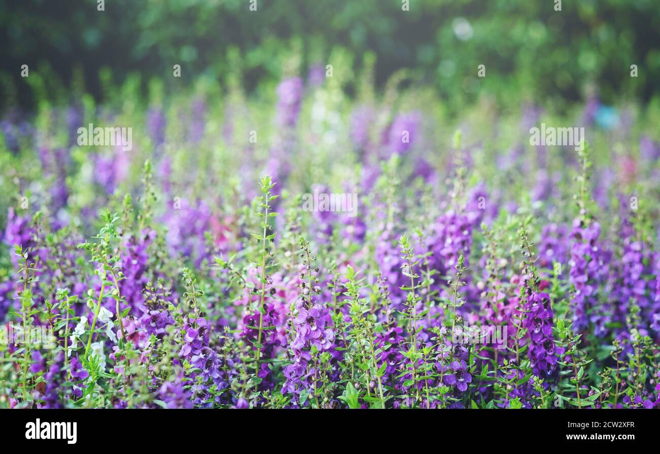 Lila Blumenfeld im Park. Nahaufnahme bei Angelonia goyazensis oder Little Turtle Flowers im Park am Tag. Verschwommener und weicher Fokus Stockfoto