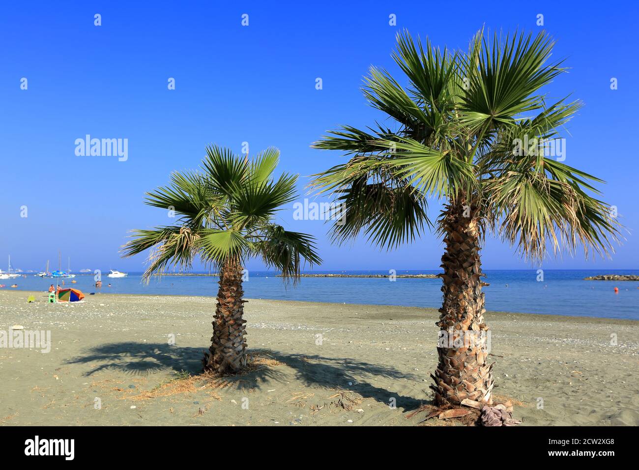 Schöner Urlaubsplatz Resortgebiet Zielantion, Sandstrand mit zwei grünen Palmen, Mittelmeer, Küste in Zypern. Stockfoto