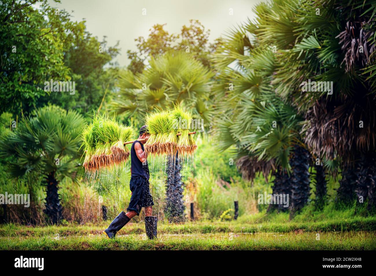 Reisanbau, Bauern wachsen Reis in der Regenzeit lokalen Land thailand Stockfoto