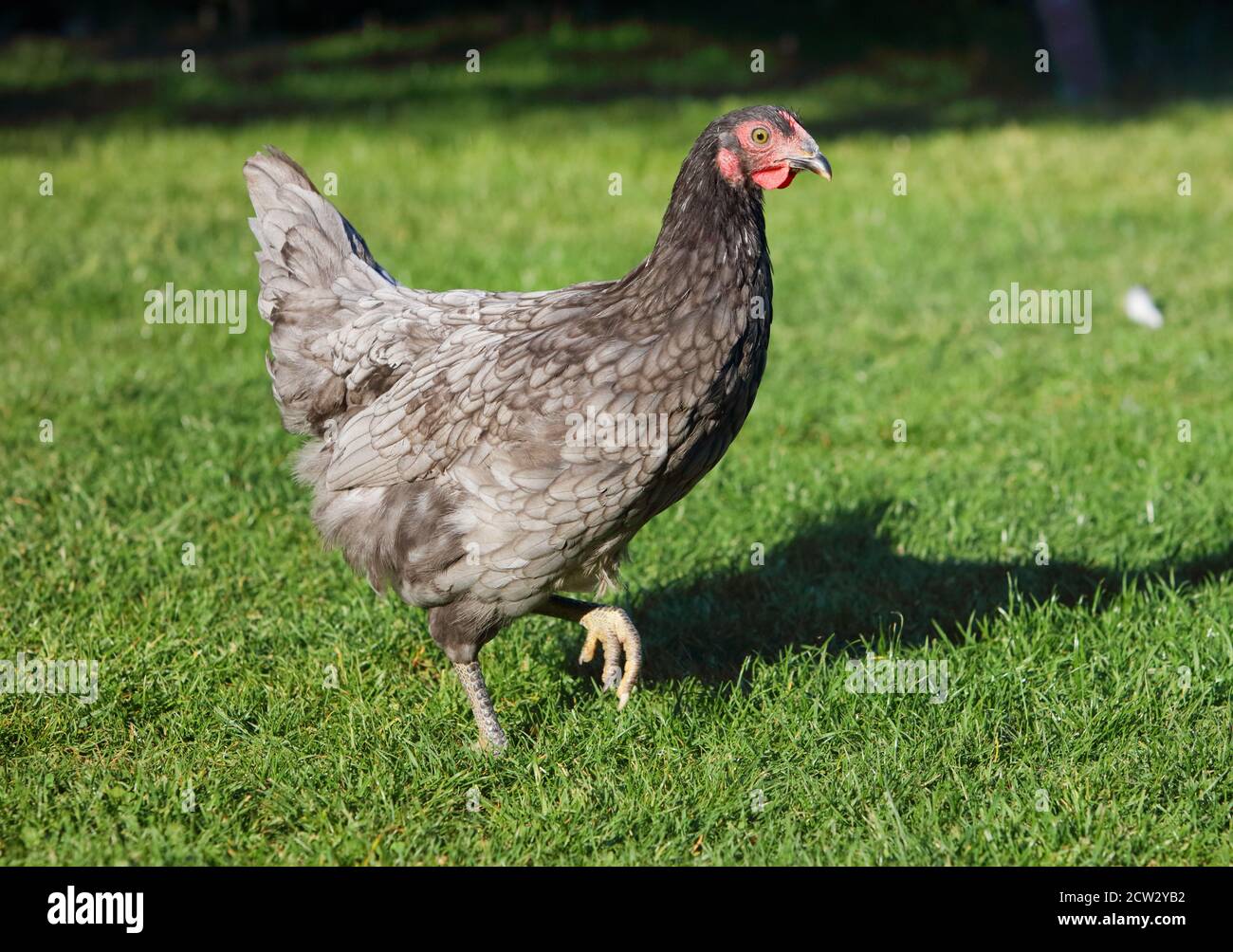 Henne und grünes Gras - Freiland Huhn - eins Stockfoto