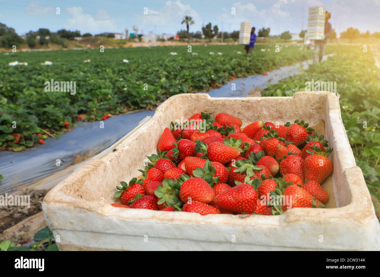 Box mit frisch gepflückten Erdbeeren in einem Erdbeerfeld. Stockfoto
