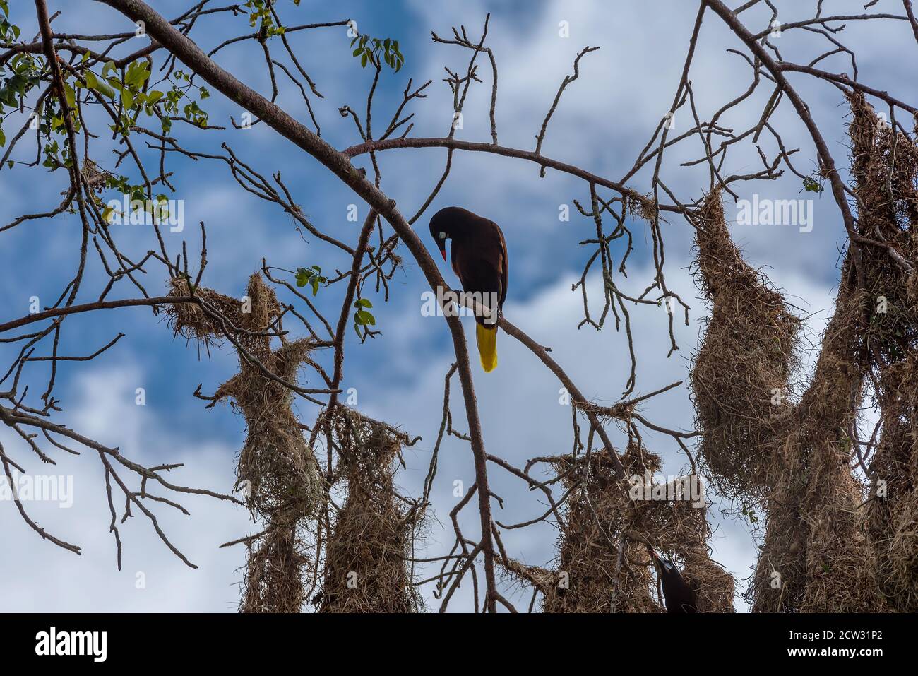 Montezuma oropendola Vogel (Psarocolius montezuma) mit Nestern in Costa Rica. Stockfoto