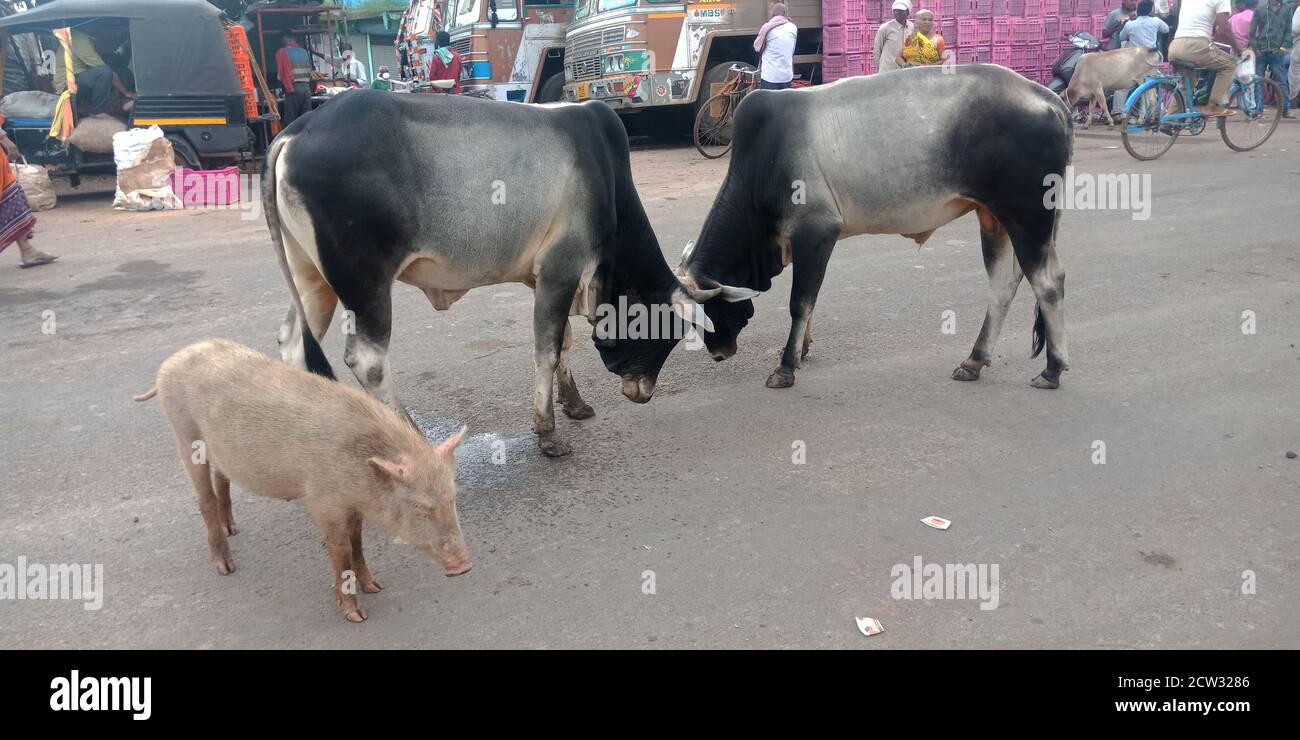 DISTRIKT KATNI, INDIEN - 17. SEPTEMBER 2019: Zwei Kühe kämpfen auf der Straße, während ein Schwein in der Nähe der Schlacht auf der Straße steht. Stockfoto