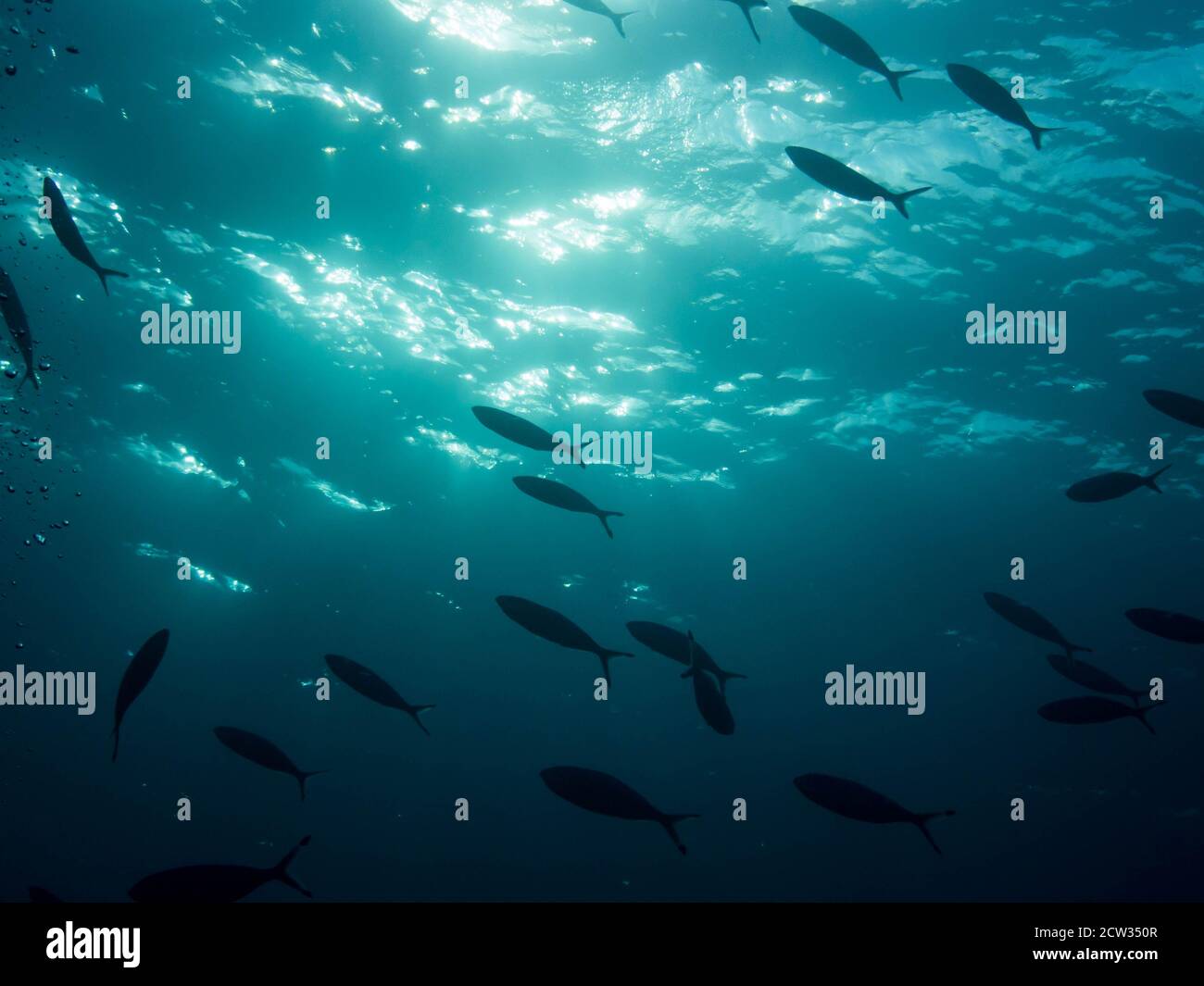 Unterwasseransicht von Dahab mit Fischen und Sonnenlicht Stockfoto