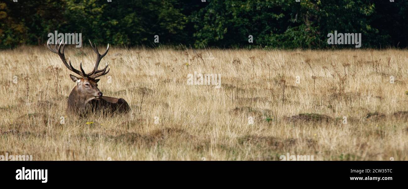 Panorama-Rahmen eines Rothirsches mit großen Geweihen in Ruhe im Royal Richmond Park, teilweise von langem Gras verdeckt Stockfoto