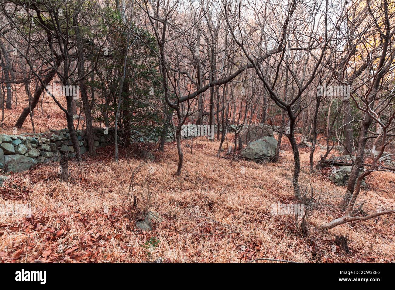 Herbst koreanische Landschaft mit Steinen und gefallenen Blättern in einem Bergwald. Busan, Südkorea Stockfoto