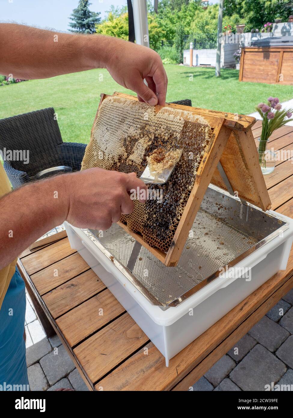 Imker Abschließen Wabe mit speziellen Bienenzuchtgabel. Nahaufnahme. Beeekeeping-Konzept. Stockfoto