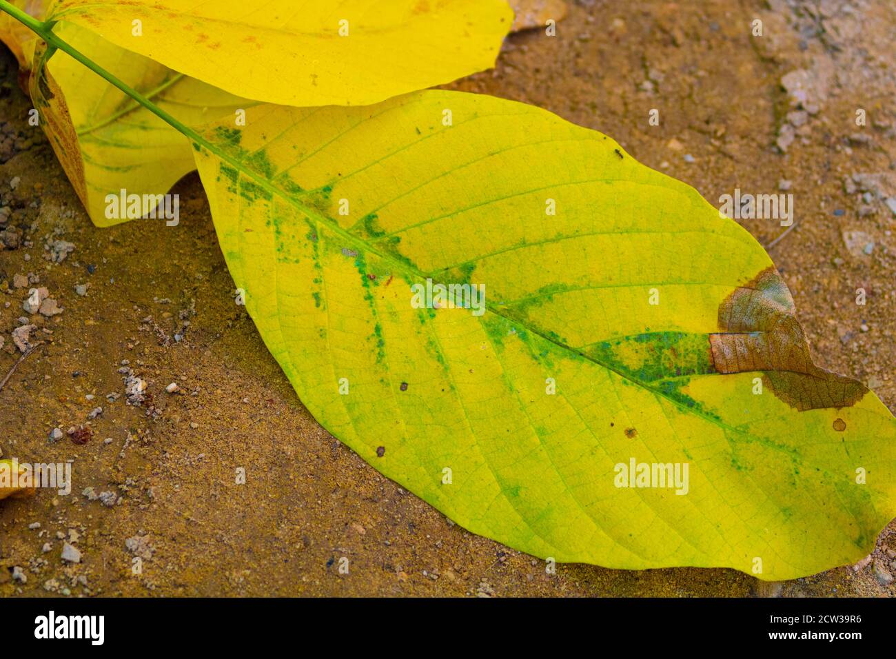 Fällt im Herbst! Stockfoto