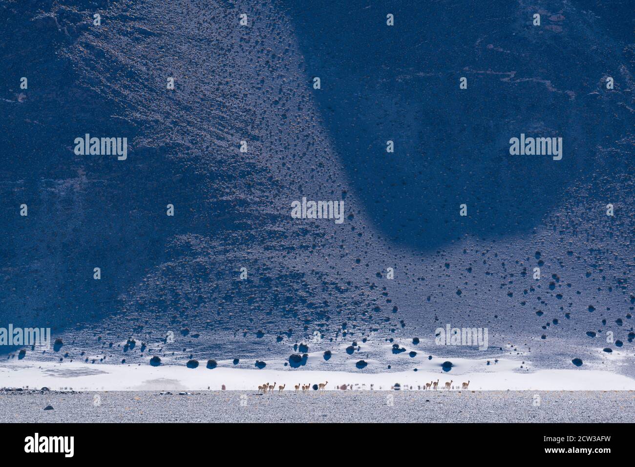 Vicuñas (Vicugna vicugna) in der Wüstenlandschaft des La Puna, Argentinien, Südamerika, Amerika Stockfoto