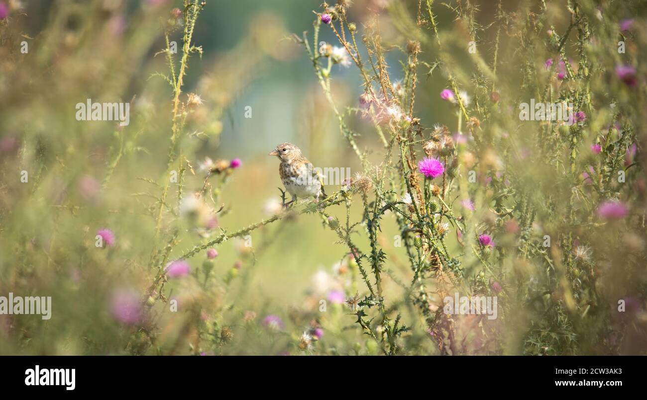 Sehr schöner Goldfink auf einer Distel sitzend, das beste Foto Stockfoto