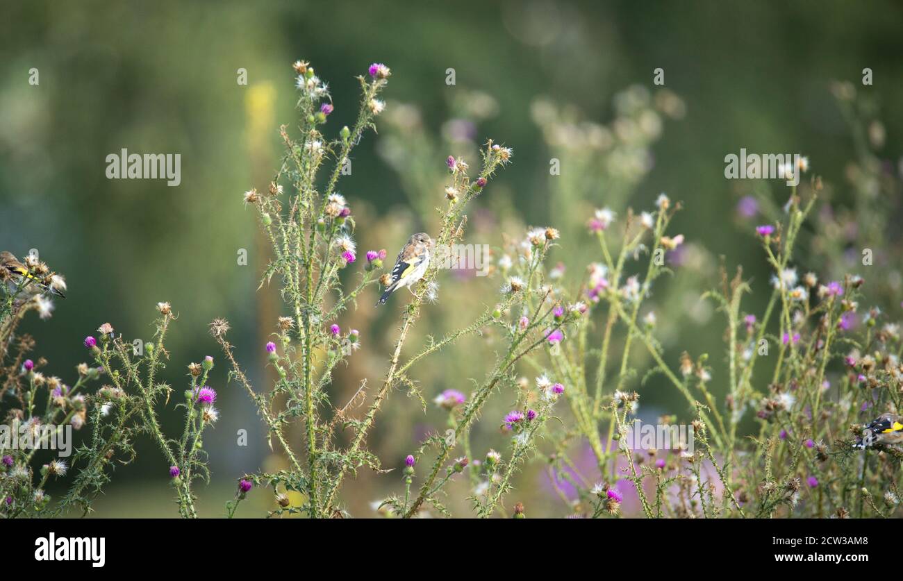 Sehr schöner Goldfink auf einer Distel sitzend, das beste Foto Stockfoto