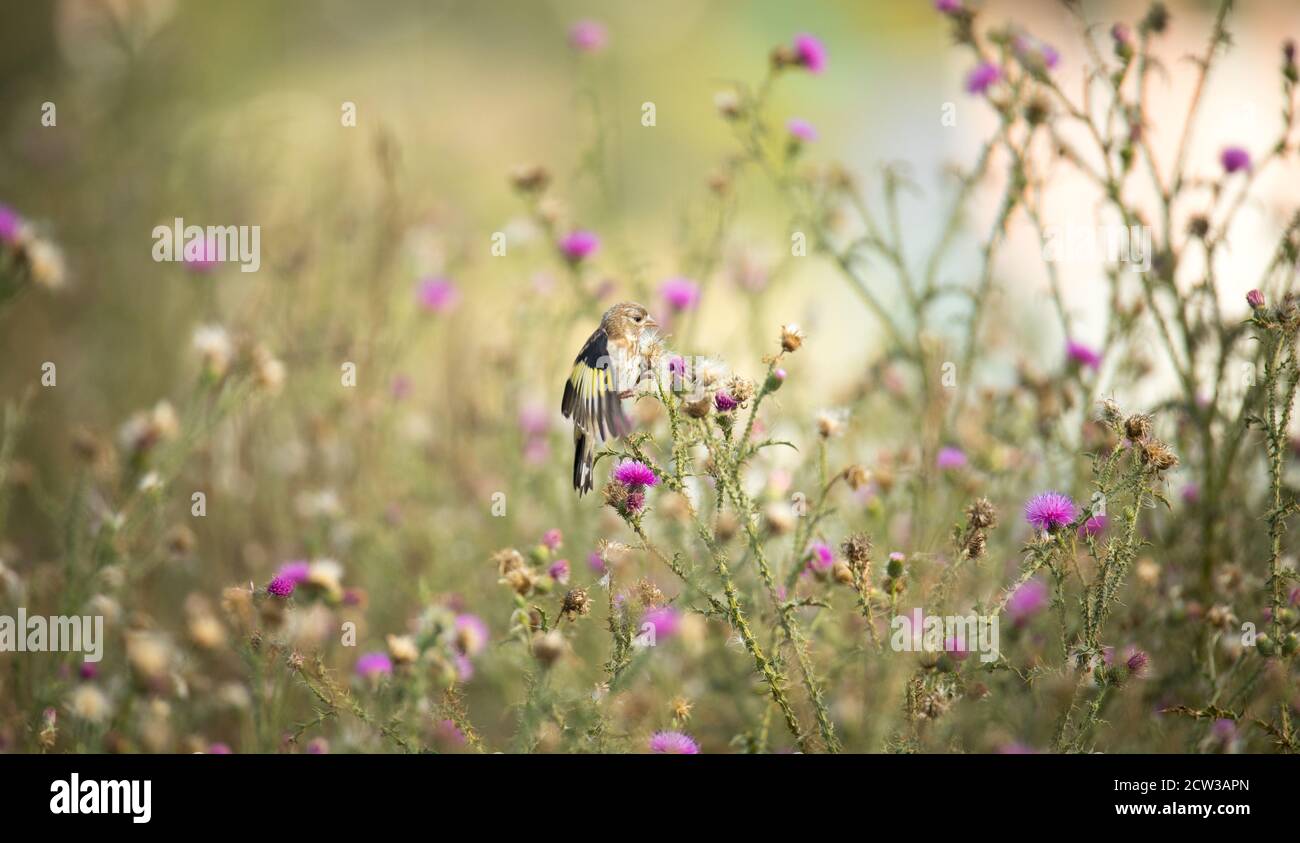 Sehr schöner Goldfink auf einer Distel sitzend, das beste Foto Stockfoto