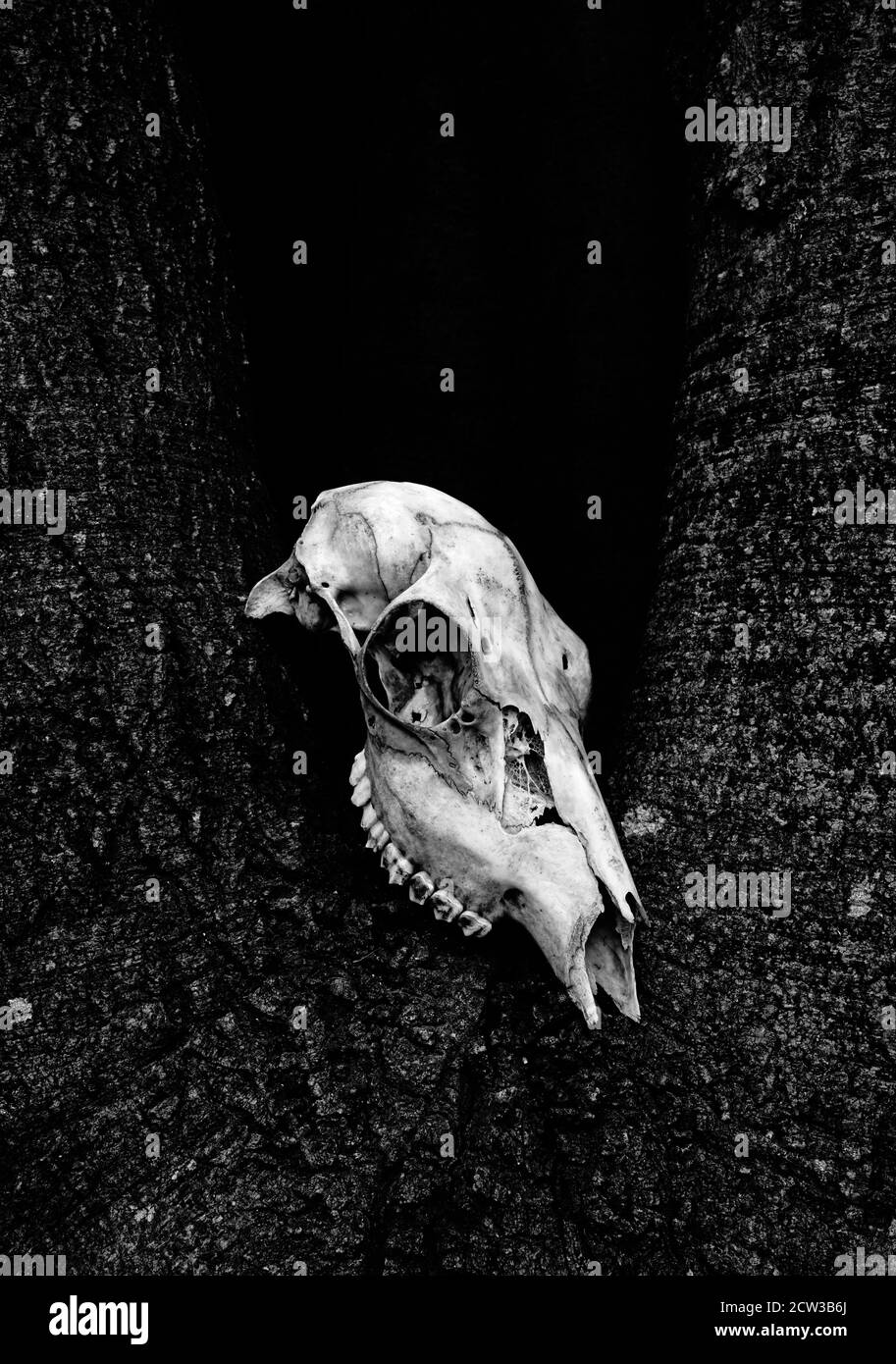 Ein Hirsch Schädel ruht auf einem Baumstamm in hohem Kontrast schwarz und weiß. Stockfoto