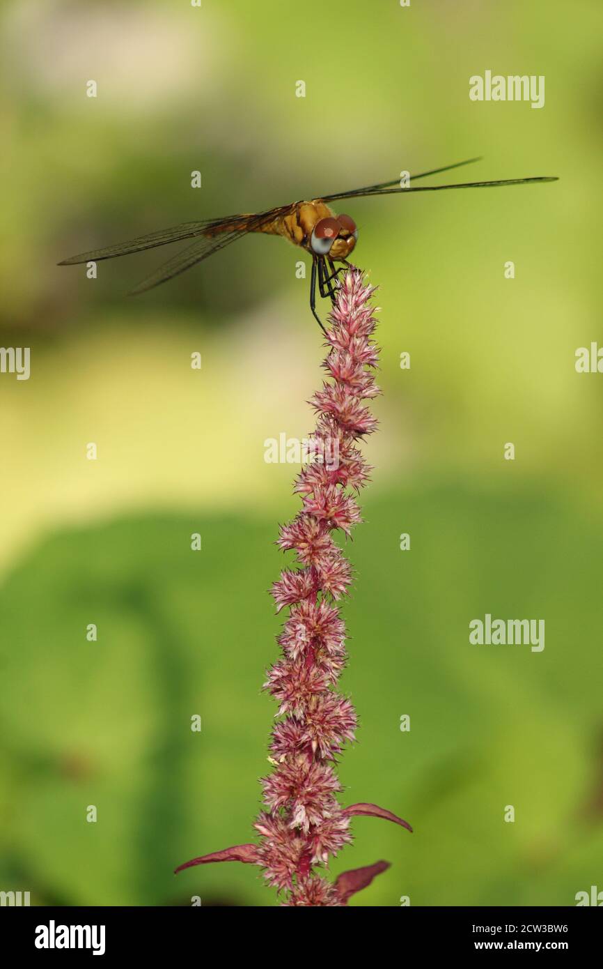 Ein Drache fliegt auf einer Blume. Stockfoto