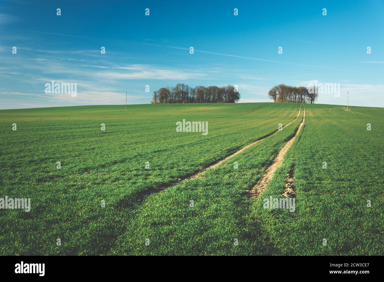 Spuren von Rädern auf einem grünen Feld, Bäume am Horizont und Himmel Stockfoto