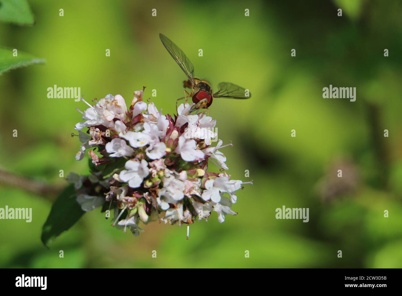 Orangefarbener und schwarz gestreifter Rüde Marmalade Hoverfly, Episyrphus balteatus, auf weißen Blüten, Nahaufnahme, auf grünem diffusem Hintergrund Stockfoto