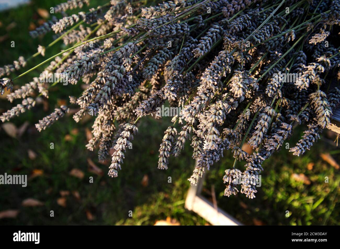 Isle of Wight, September 2020. Geernteter Lavendel aus dem Garten Stockfoto Isle of Wight, September 2020. Geernteter Lavendel aus dem Garten Stockfoto