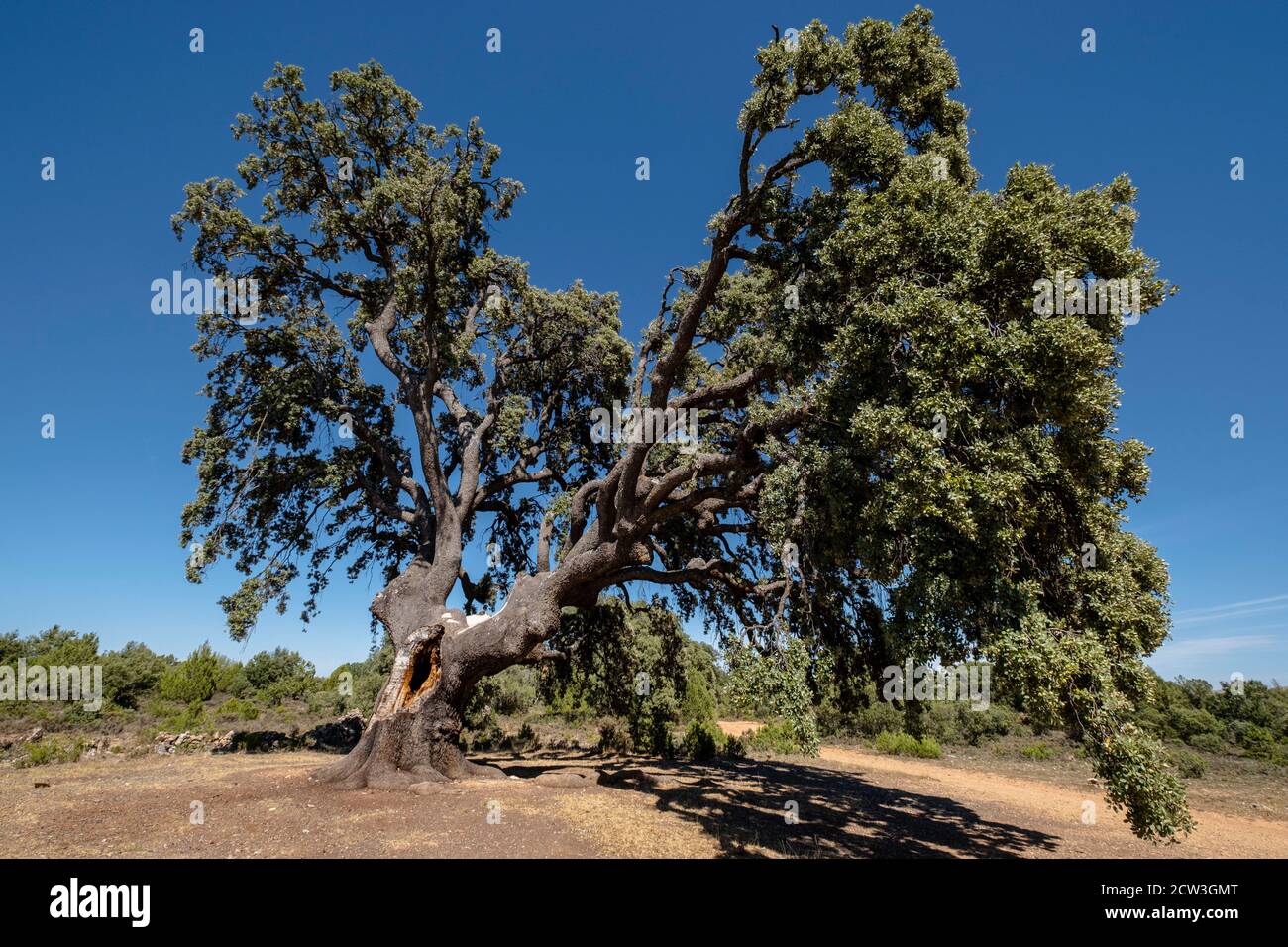 Carrasca de Valderromán, Quercus ilex, Soria, comunidad autónoma de Castilla y León, Spanien, Europa Stockfoto