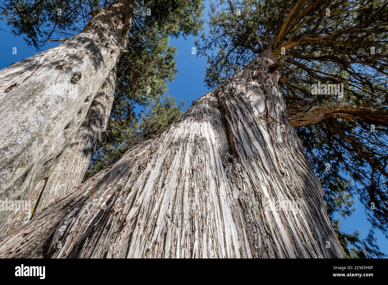 sabina albar de cinco guias(Juniperus thurifera), arbol monumentalen catalogado, Espacio Natural del Sabinar de Calatañazor, Soria, Comunidad Autónoma Stockfoto