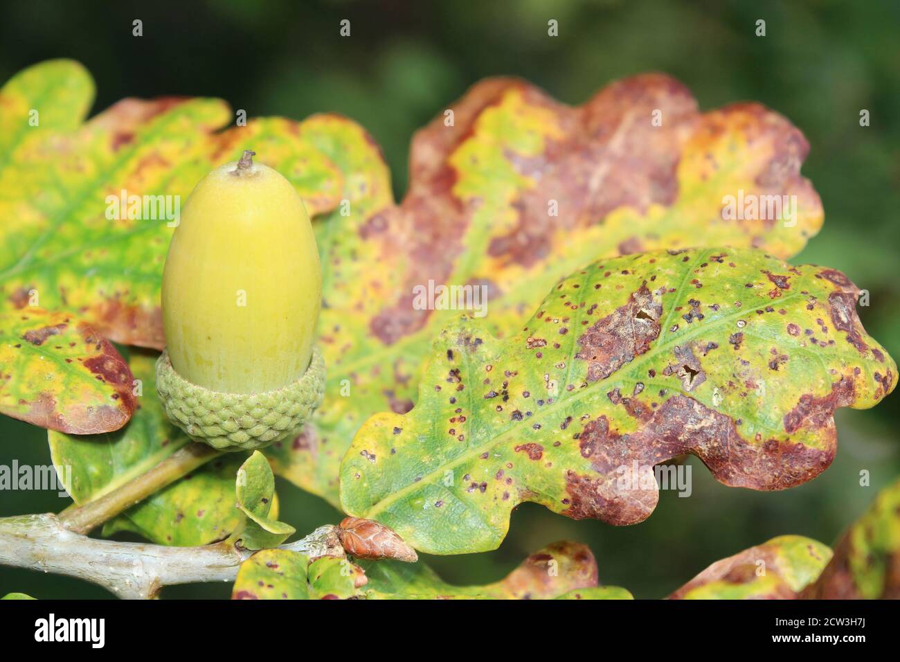 Herbst - Pedunculate Eiche Quercus robur - Eichel Stockfoto