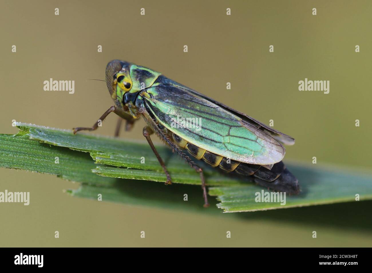 Grüner Blatttrichter Cicadella viridis Stockfoto