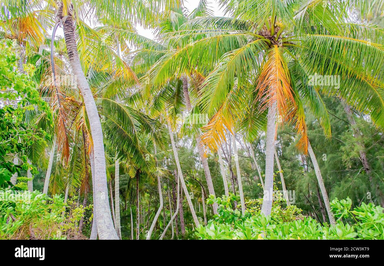 Tropischer Wald in Moorea, einer der meistbesuchten Inseln in Französisch-Polynesien Stockfoto