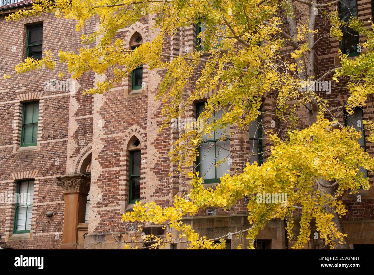 Sydney Australien, Herbstblätter eines Ginkgo-Baumes vor einem Gebäude mit Ziegelsteinarbeiten Dekoration Stockfoto