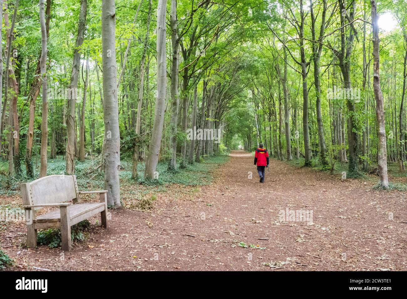 Mann im roten Mantel, der entlang einer Allee läuft In einem englischen Waldwald Stockfoto