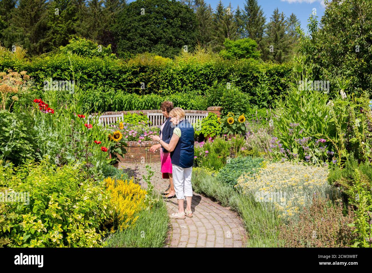 Besucher bewundern eine bunte Mischung aus Sonnenblumen und Kräutern im Potager Garden im RHS Rosemoor, Great Torrington, Devon, England, Großbritannien Stockfoto