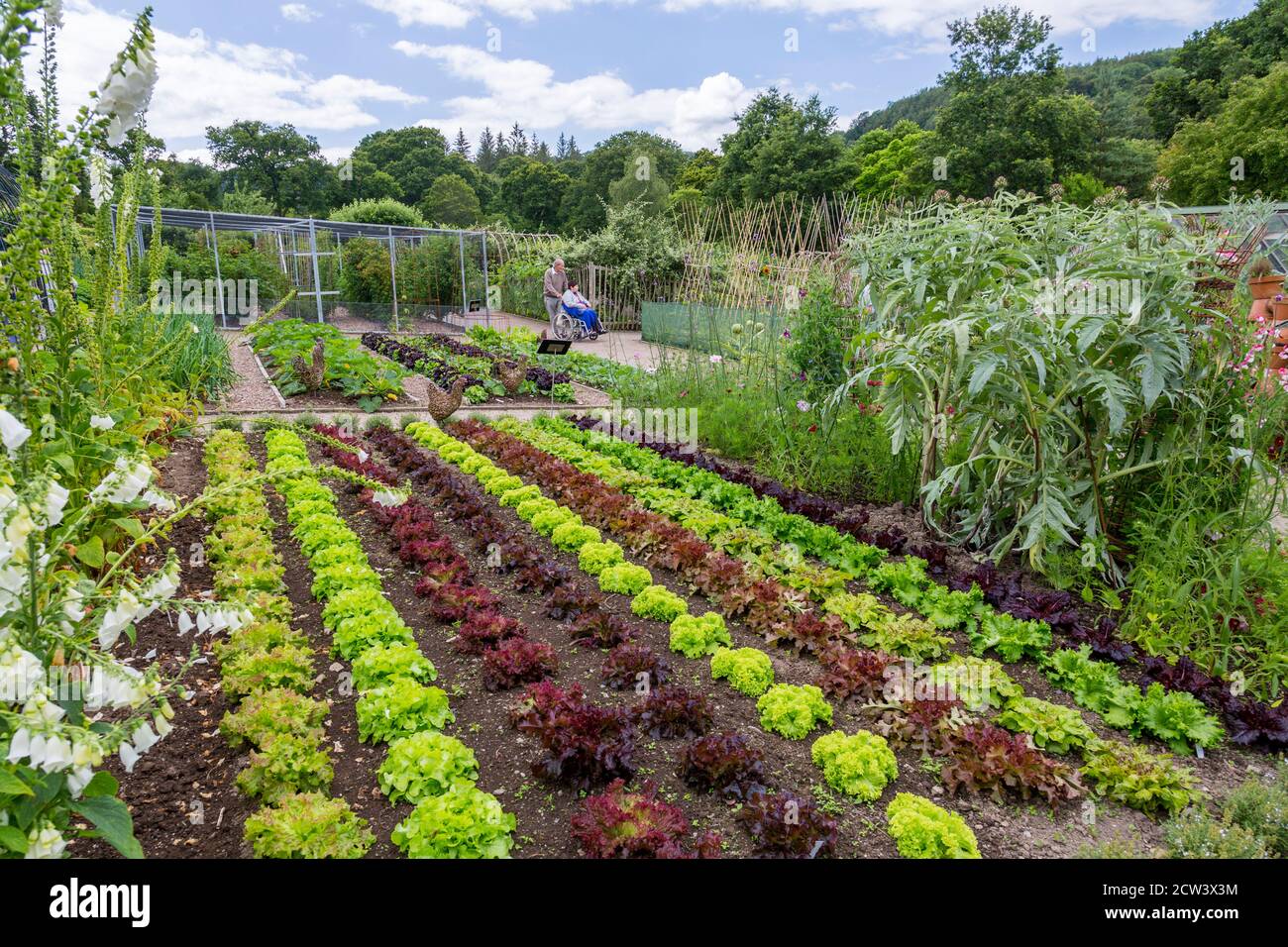 Gepflegte und farbenfrohe Salatreihen im Gemüsegarten von RHS Rosemoor, Great Torrington, Devon, England, Großbritannien Stockfoto