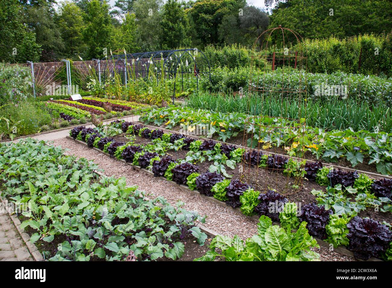 Gepflegte und bunte Reihen von Gemüse im Gemüsegarten bei RHS Rosemoor, Great Torrington, Devon, England, Großbritannien Stockfoto