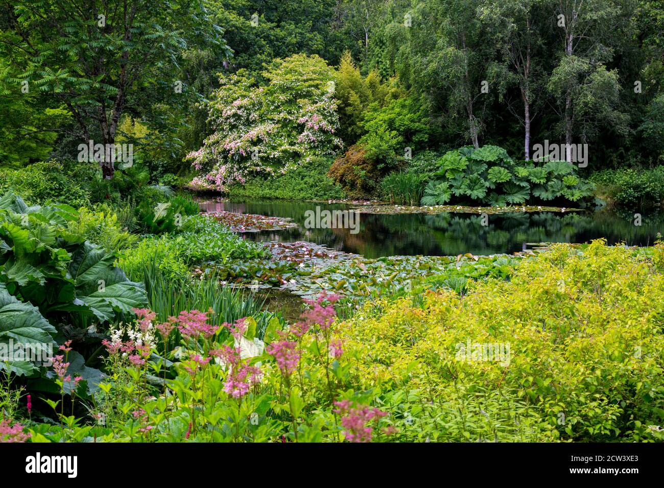 Der prächtige Baum Cornus kousa in Blüte überhängt den Ziersee mit Seerosen bei RHS Rosemoor, Devon, England, UK Stockfoto
