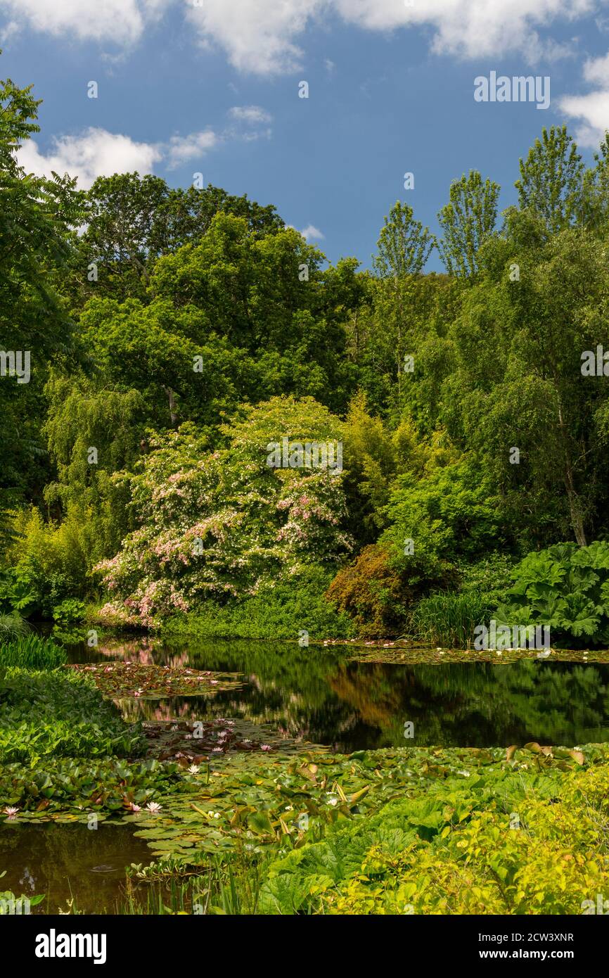 Der prächtige Baum Cornus kousa in Blüte überhängt den Ziersee mit Seerosen bei RHS Rosemoor, Devon, England, UK Stockfoto