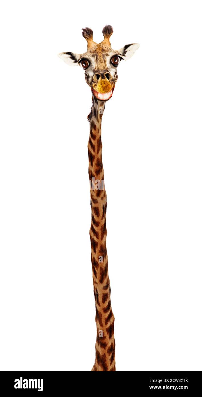 Giraffe Kopf mit großen toothy Lächeln und extra langen Hals Isoliert auf Weiß Stockfoto