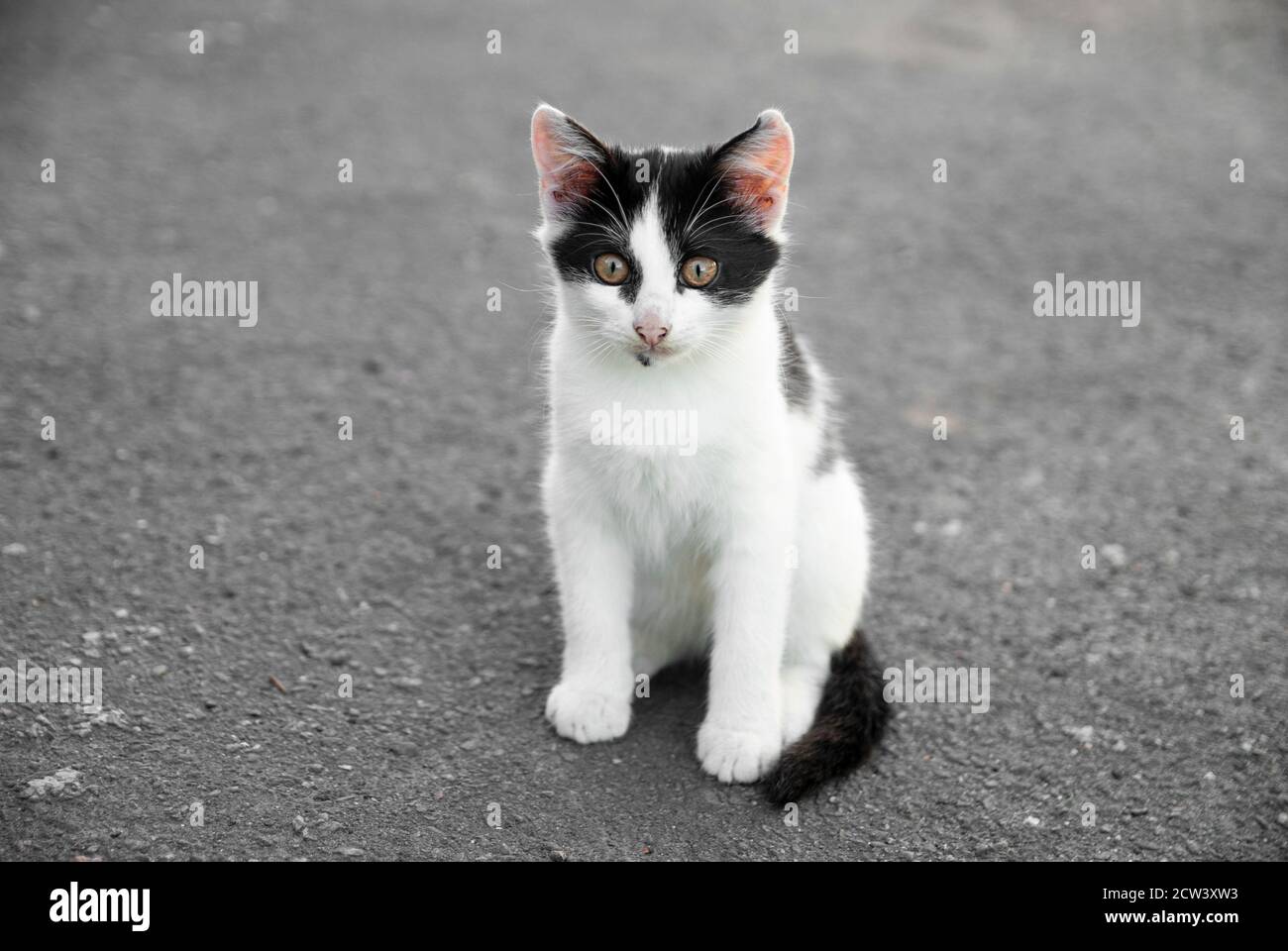 Das schwarz-weiße Kätzchen sitzt tagsüber auf dem Bürgersteig. Stockfoto