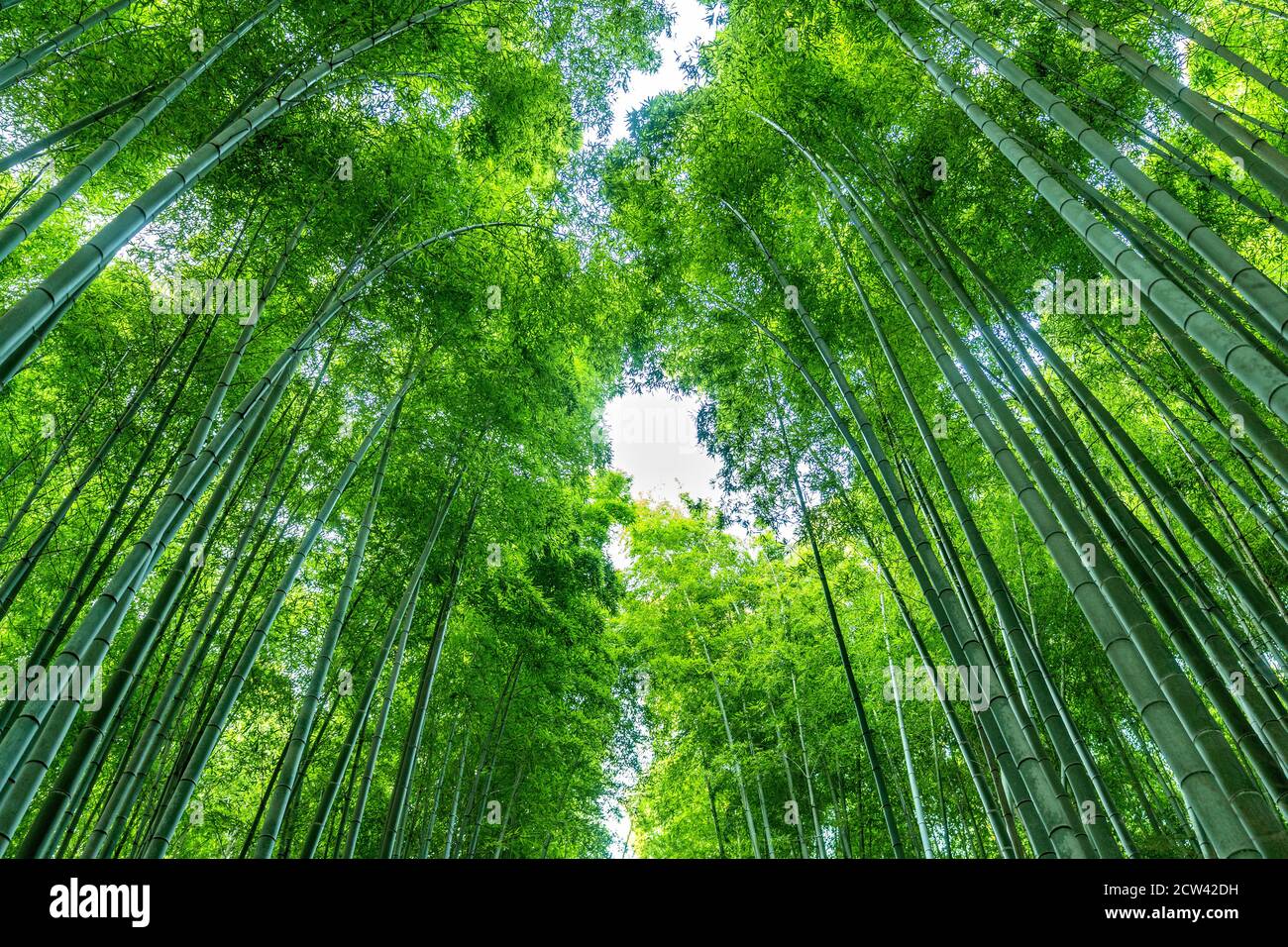 Bambuswald bei Arashiyama in Kyoto, Japan. Stockfoto